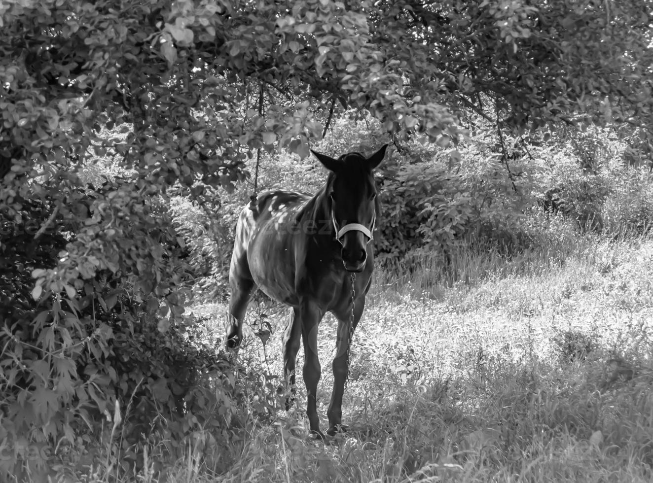 hermoso semental de caballo salvaje en el prado de flores de verano foto