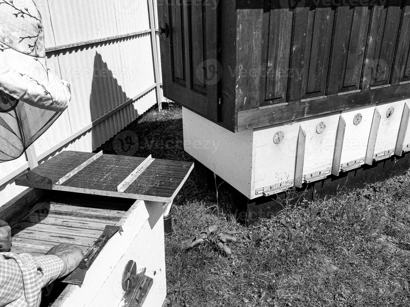 Winged bee slowly flies to beekeeper collect nectar photo