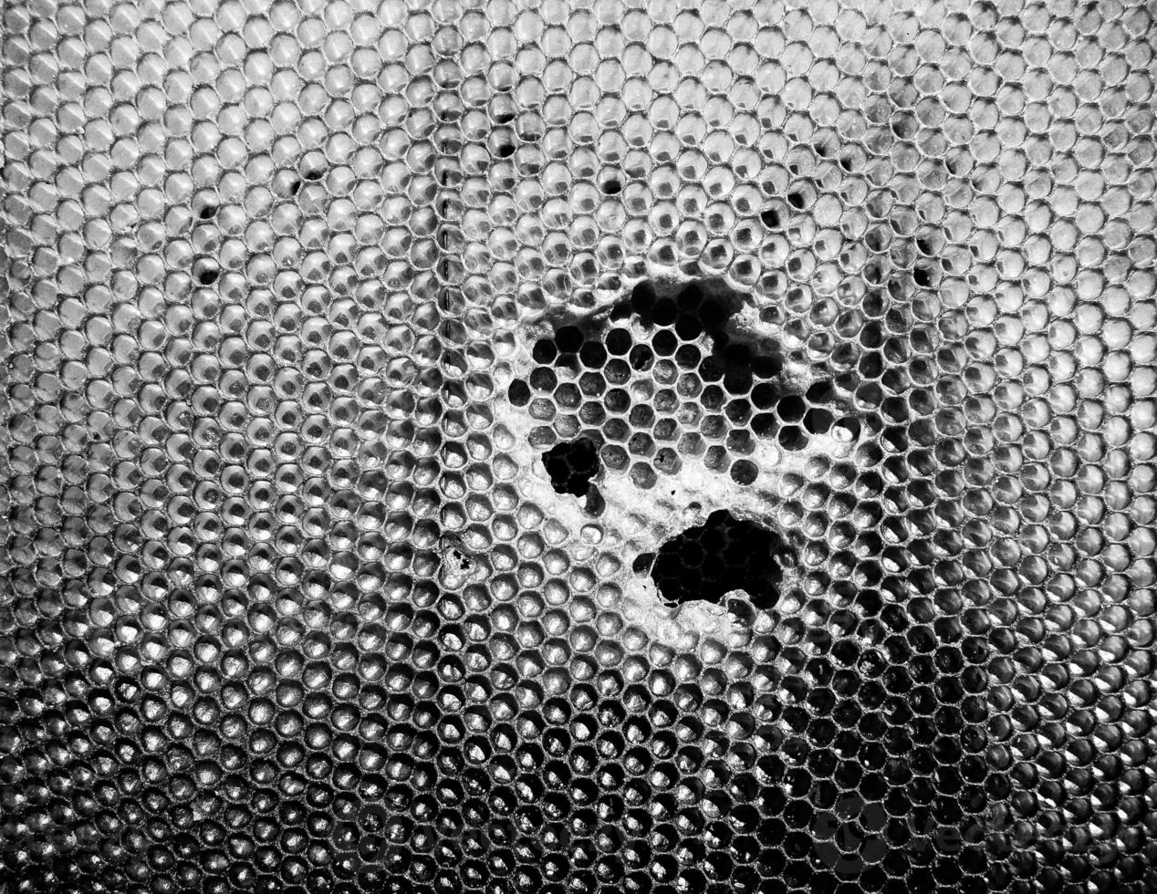 Abstract hexagon structure is honeycomb from bee hive photo