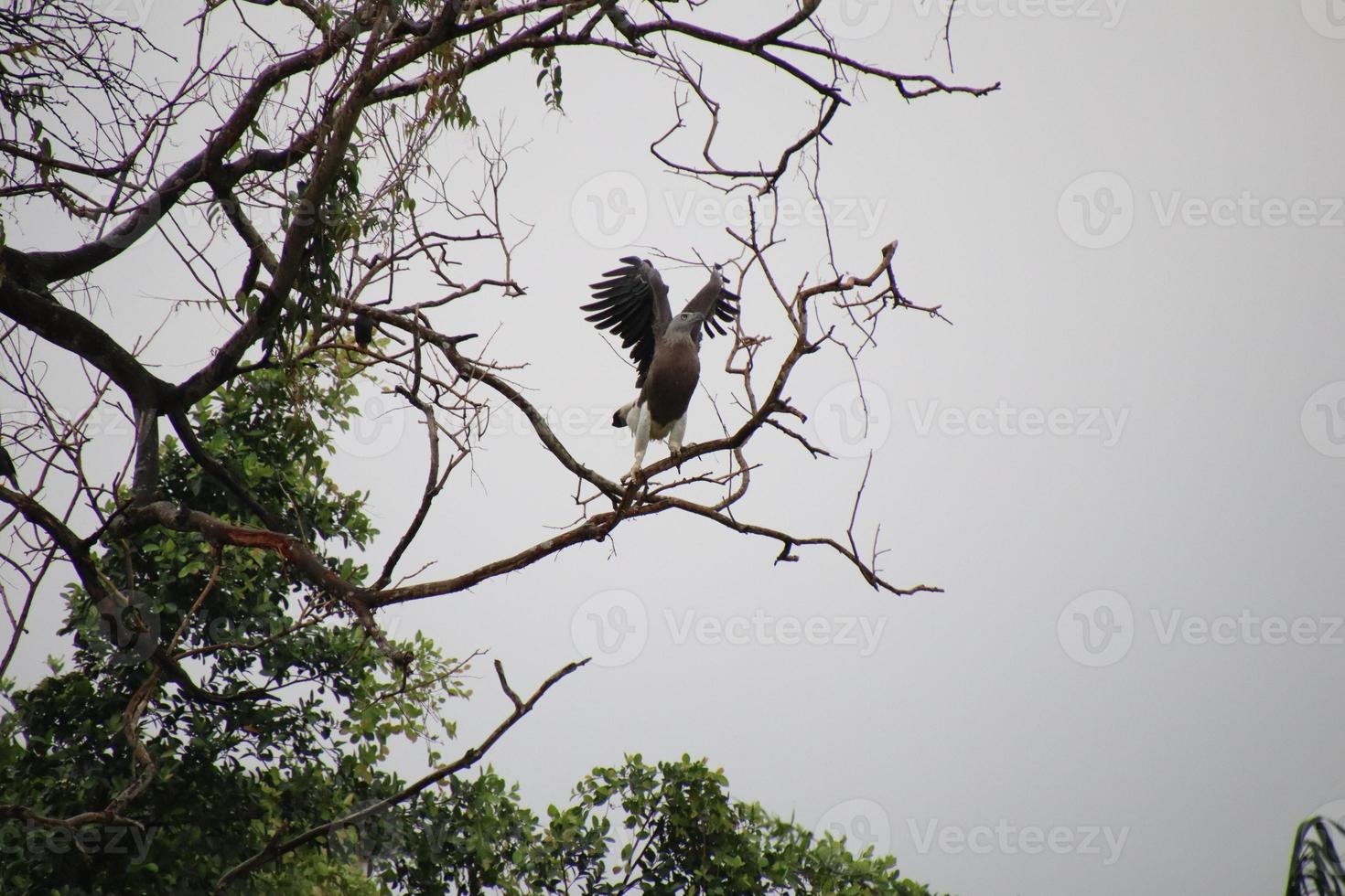 Grey headed fish eagle hunting photo