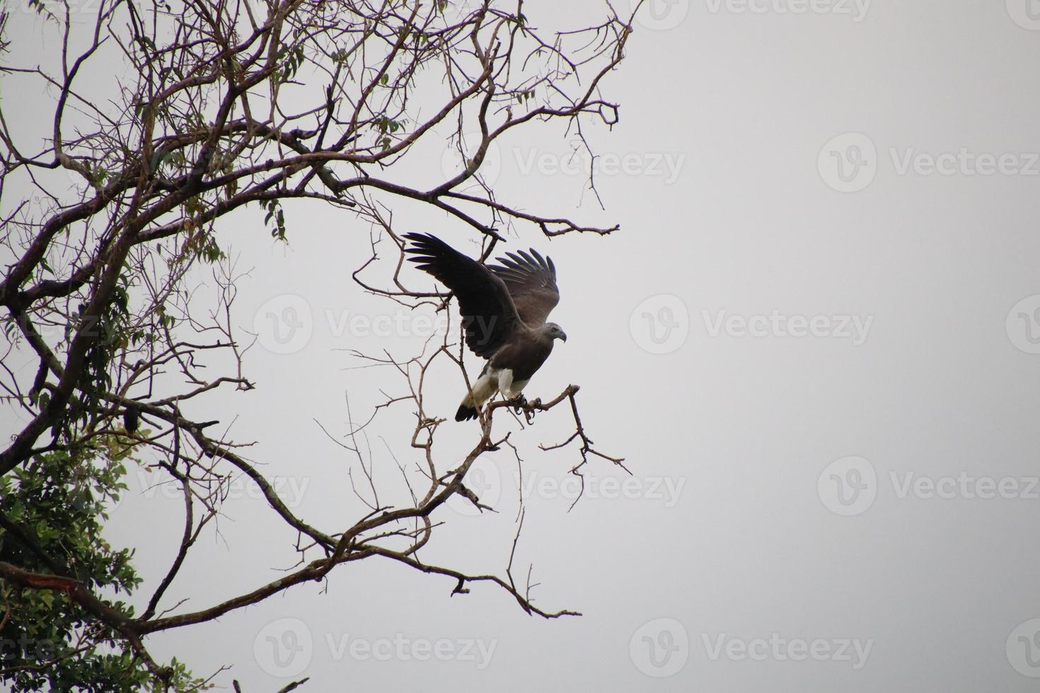 Grey headed fish eagle hunting photo