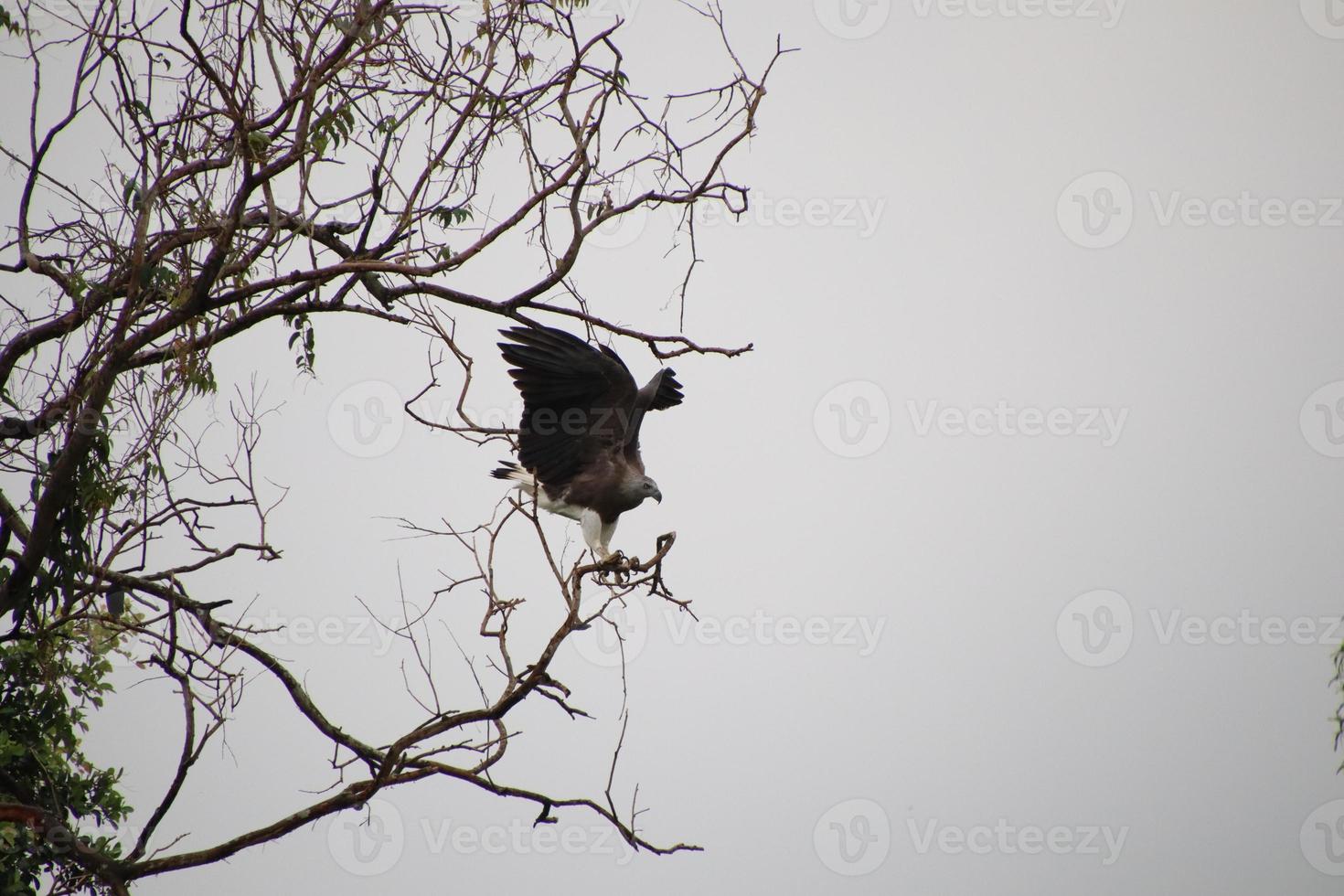 Grey headed fish eagle hunting photo
