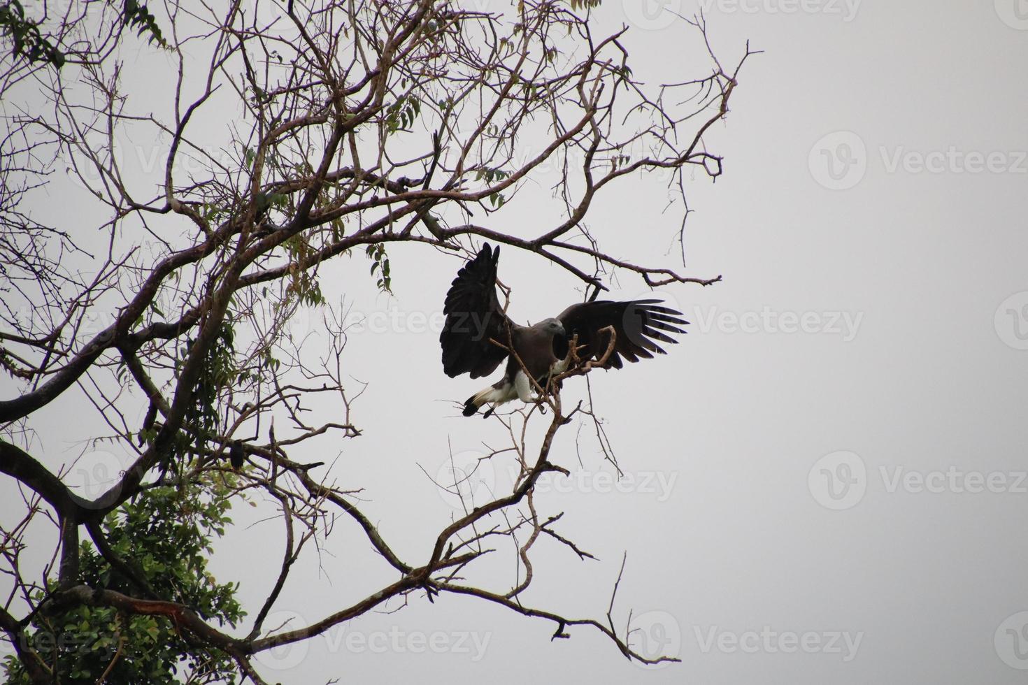 Grey headed fish eagle hunting photo