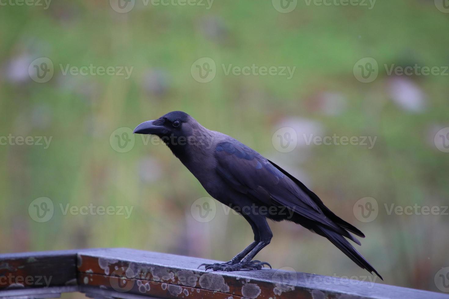 House Crow in an Urban Park photo