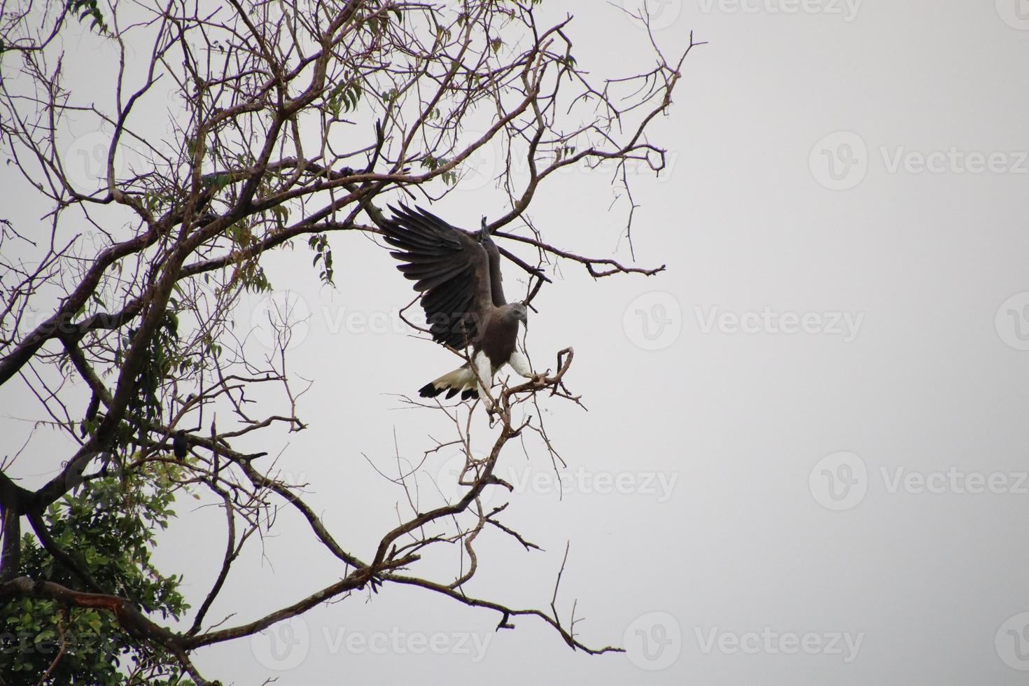 Grey headed fish eagle hunting photo