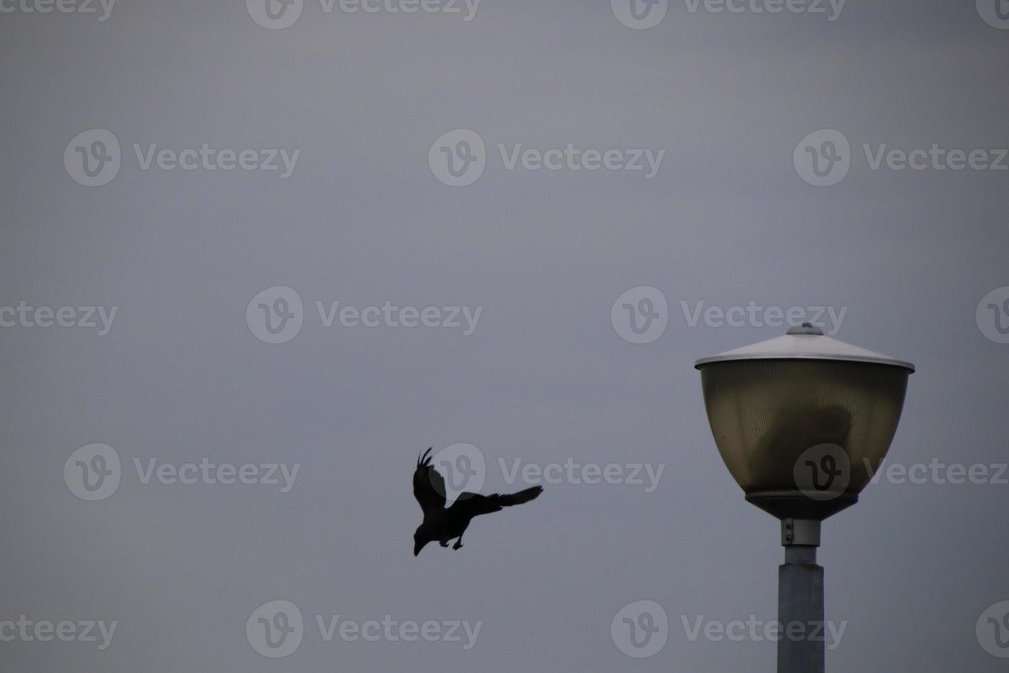 House Crow in an Urban Park photo