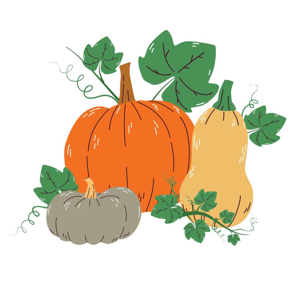 calabazas con hojas aisladas en un fondo blanco. vector