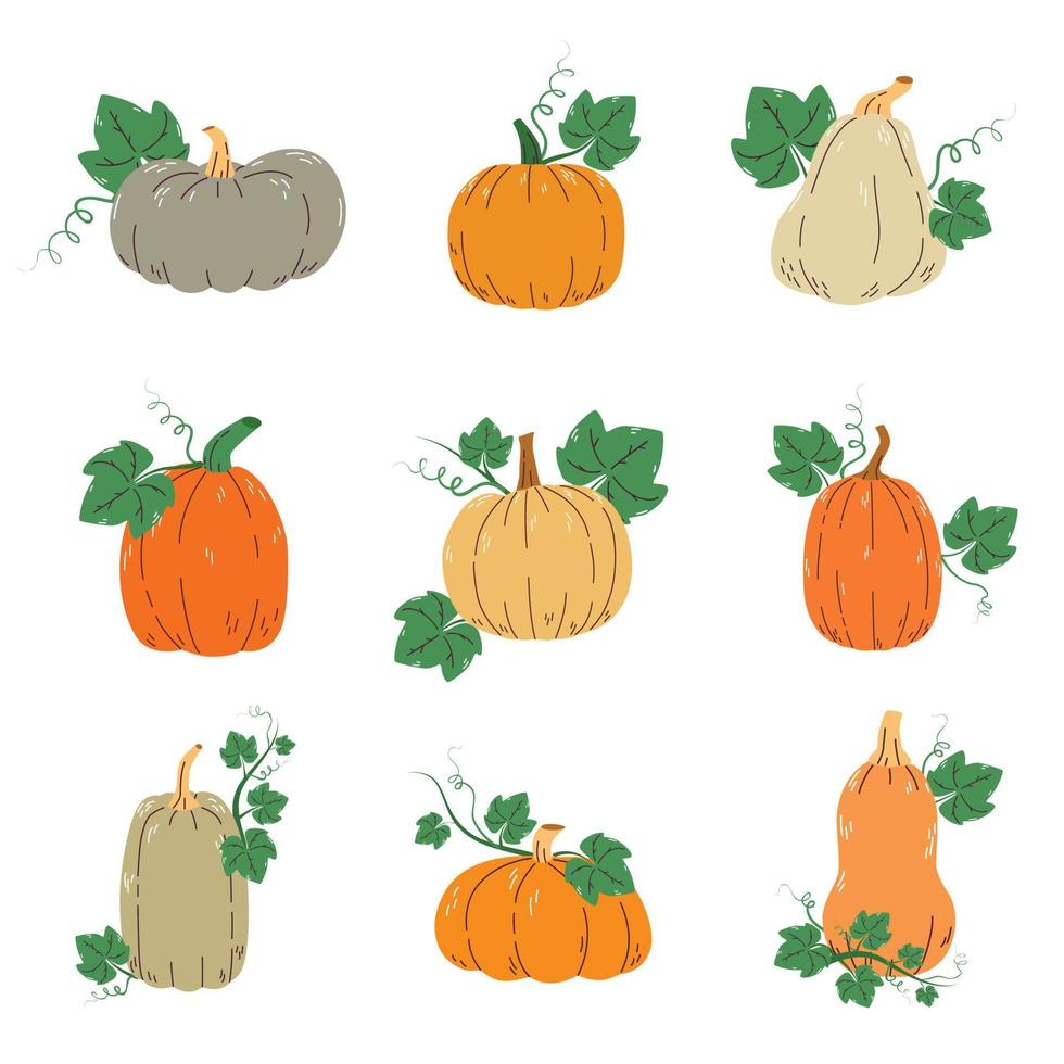Vector set of colorful pumpkins with leaves isolated on a white background.