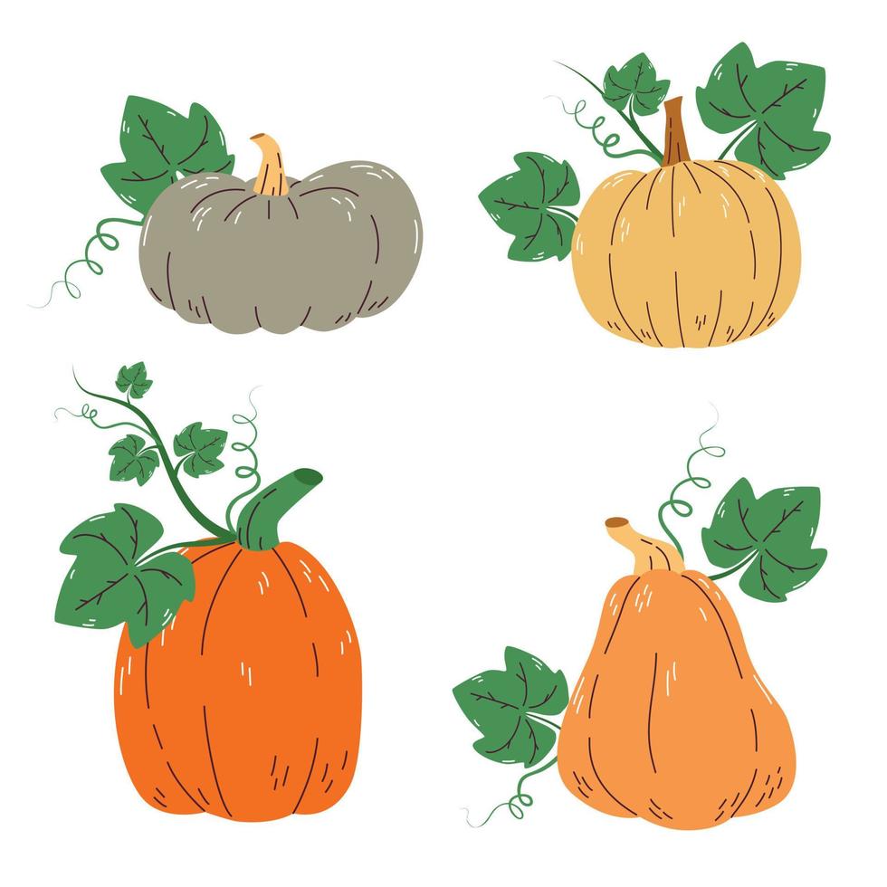 Vector set of colorful pumpkins with leaves isolated on a white background.