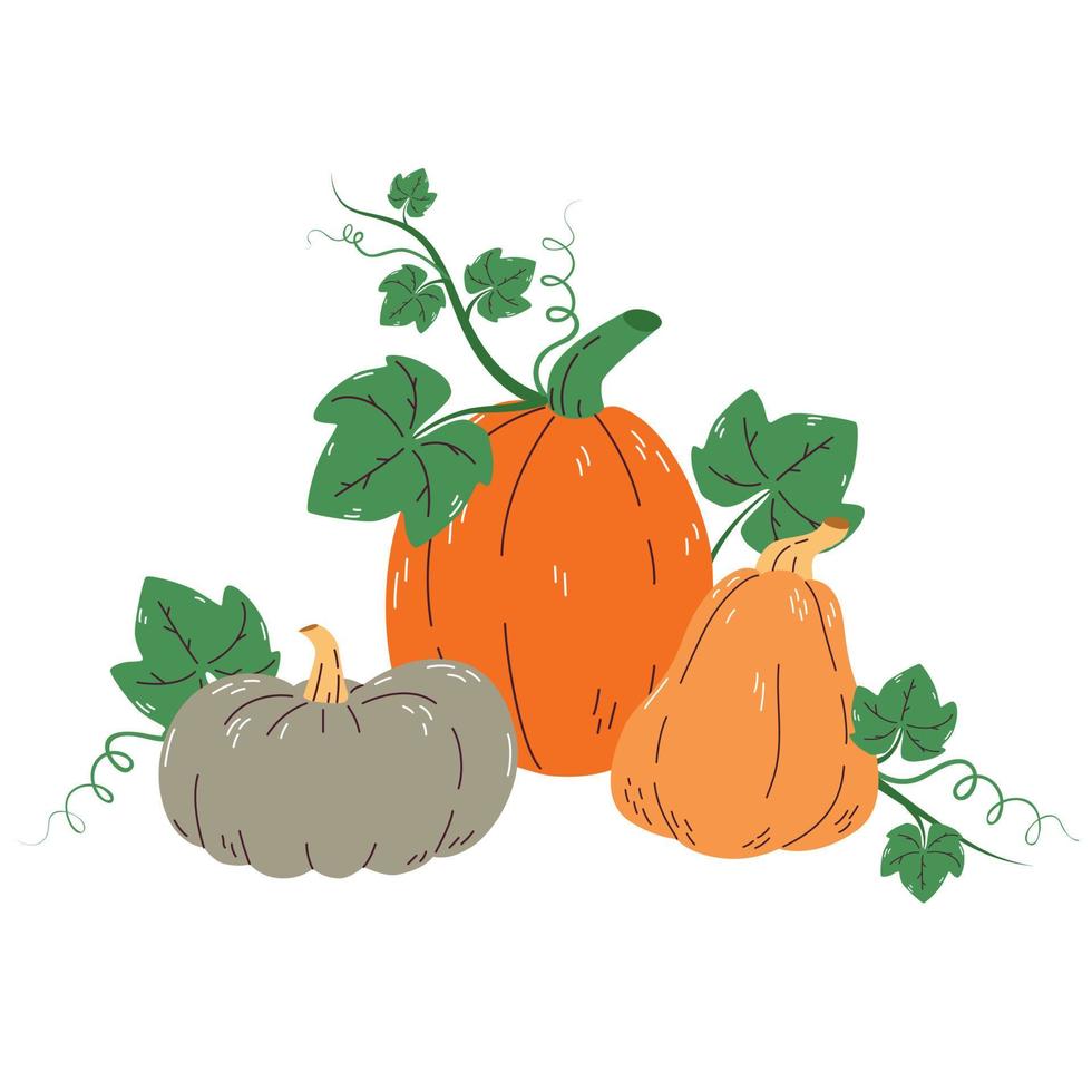 Pumpkins with leaves isolated on a white background. vector