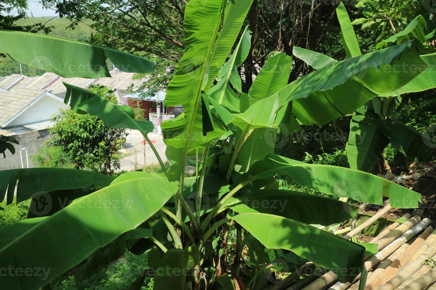 banana tree with green leaves growing in the garden photo