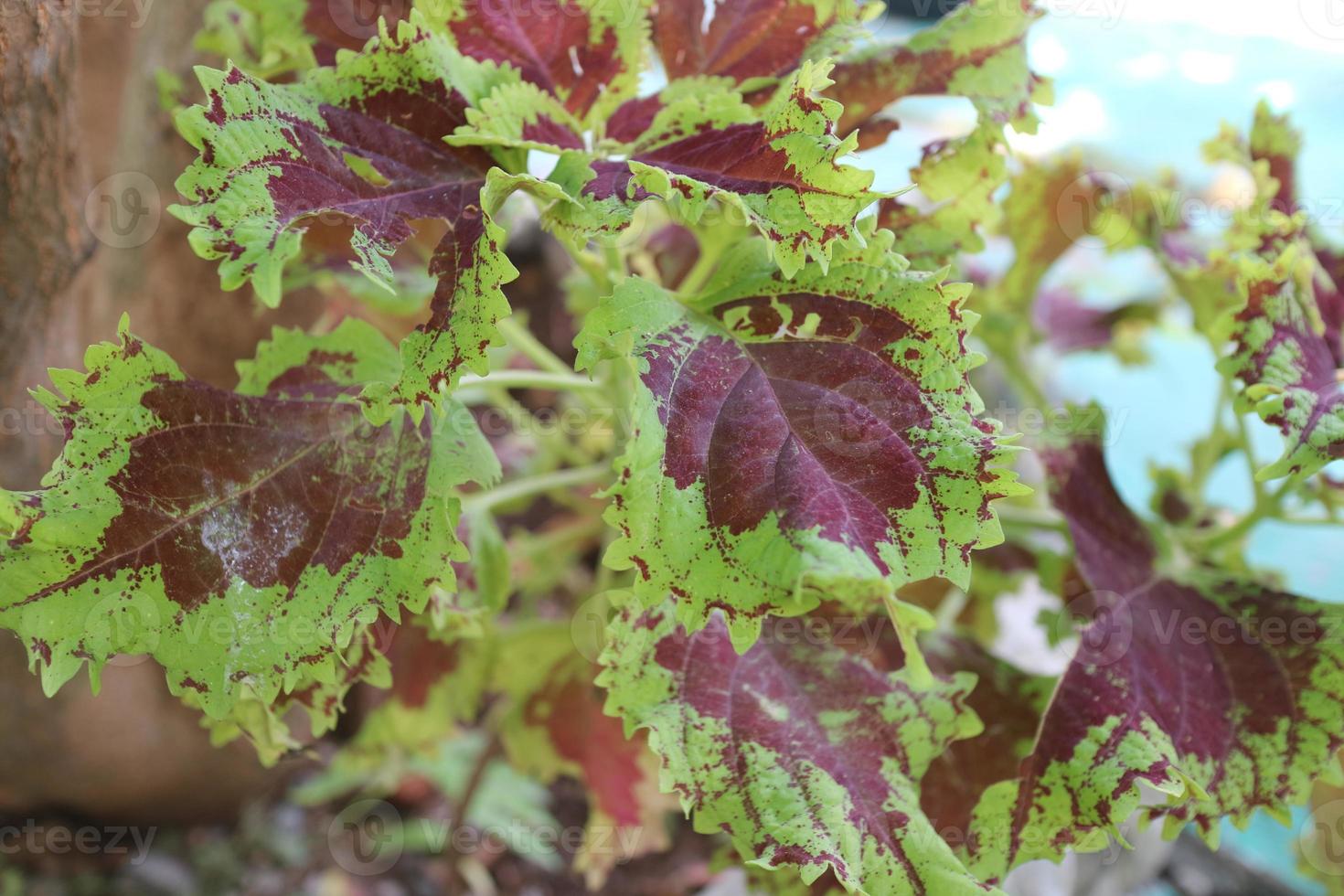 hermosa planta de hojas de mayana en el jardín foto