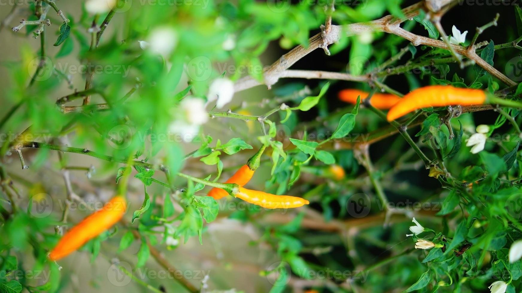 Bulgarian Carrot Capsicum Annum hot chili pepper plant in a garden photo