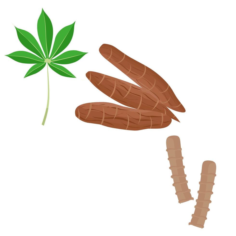 ilustración vectorial de raíz de mandioca, hojas, madera. manihot esculenta. Aislado en un fondo blanco. genial para la pancarta nacional de tapioca vector
