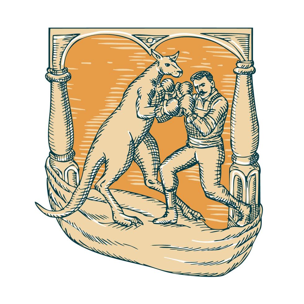 Kangaroo Boxing Man Etching vector