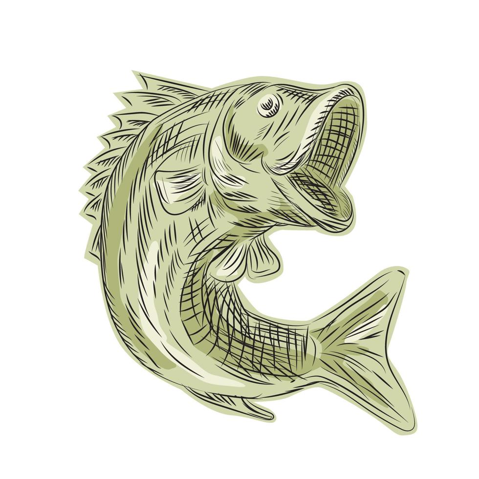 Largemouth Bass Fish Etching vector
