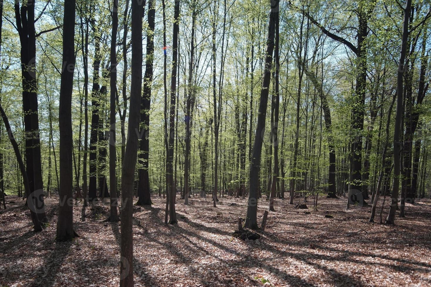 bosque de árboles delgados, hojas secas en el suelo, bosque denso, hojas pequeñas en los árboles foto