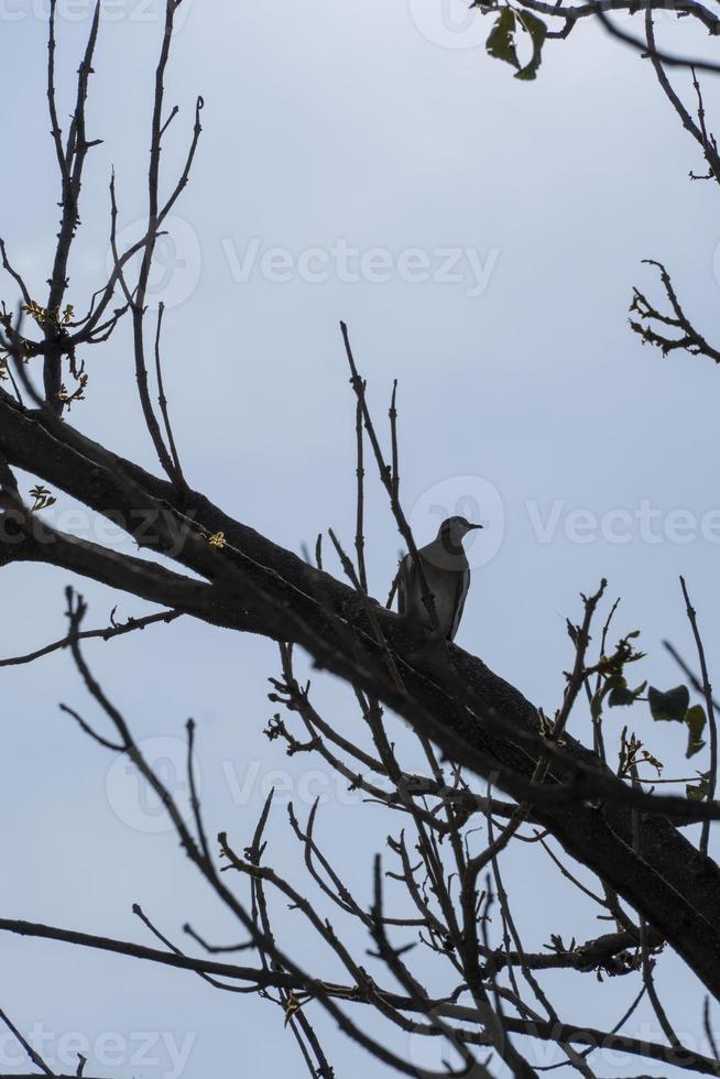 pájaro cantor en una rama contra la mañana foto