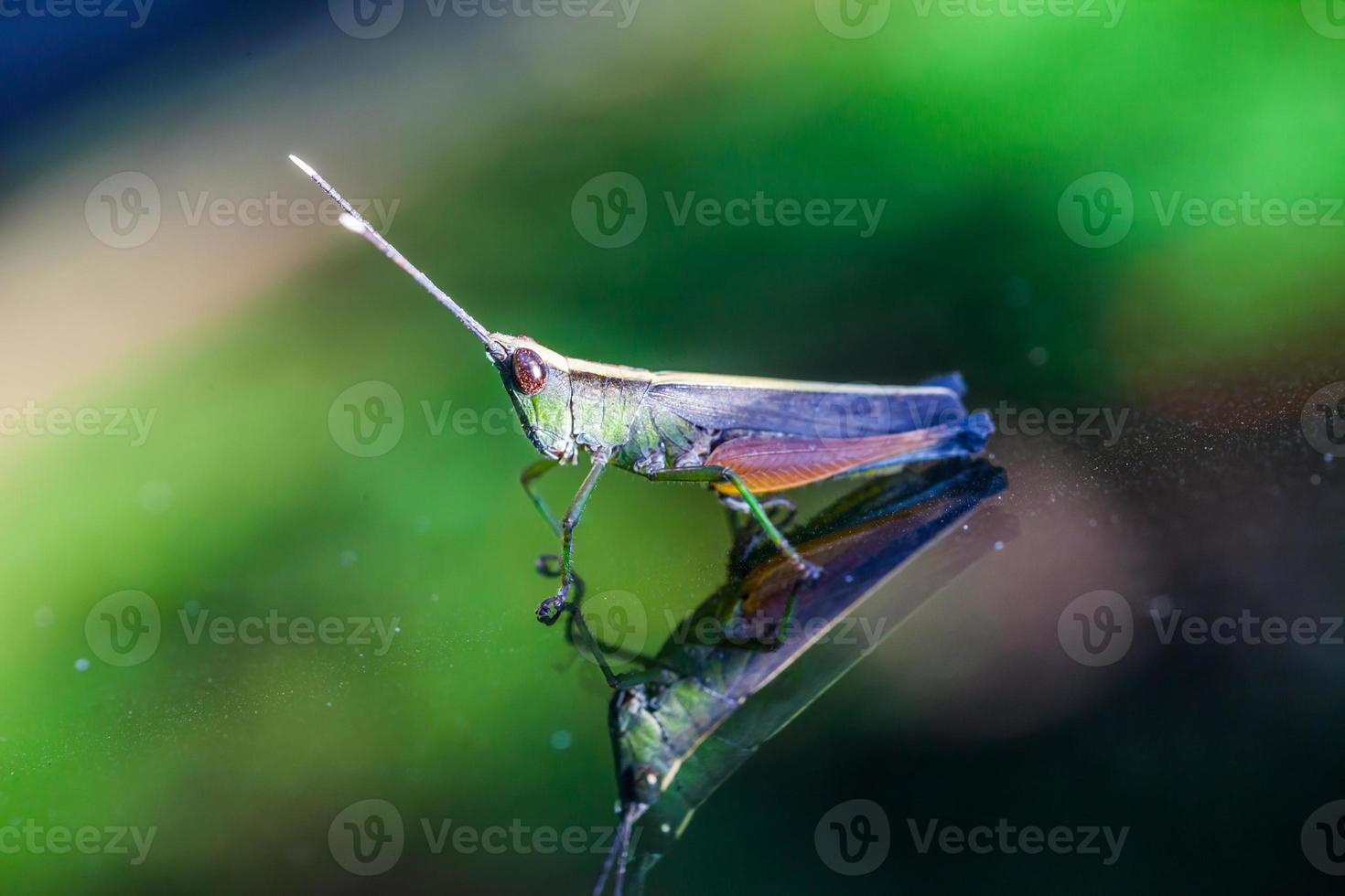 Grasshopper perching on a mirror photo
