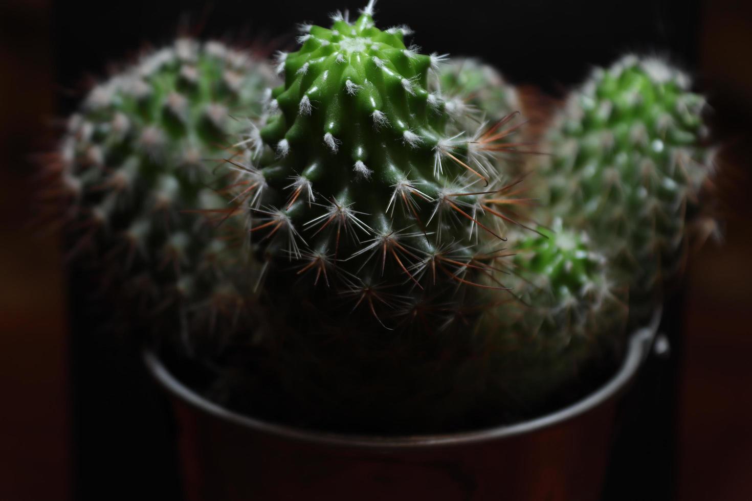 Illustrated cactus on a black background photo