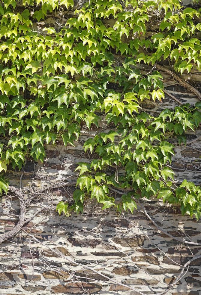 una pared cubierta de hiedra en un día soleado foto