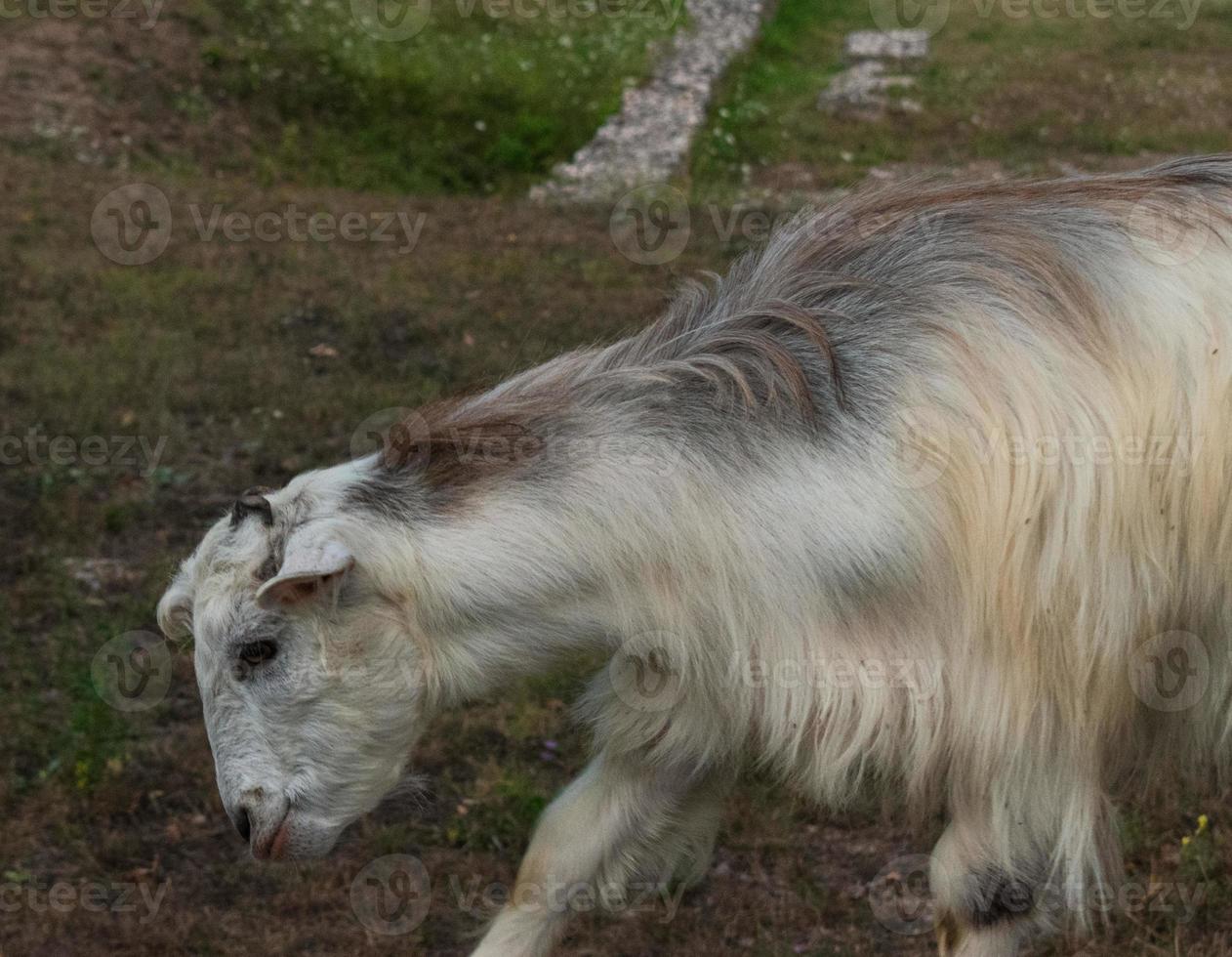 cabra comiendo hierba, retrato de animales domésticos en la naturaleza foto