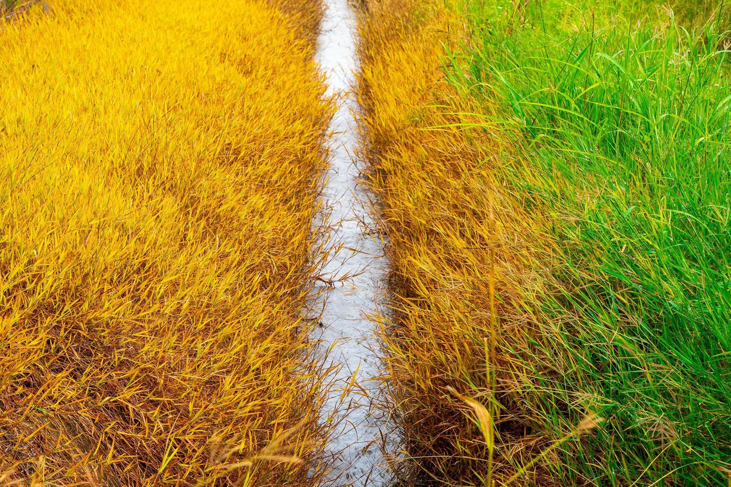 Green grass and Dry grass, Effect of  herbicide sprayed on grass, Grass reddish brown Died because of the herbicide, Weed killer photo