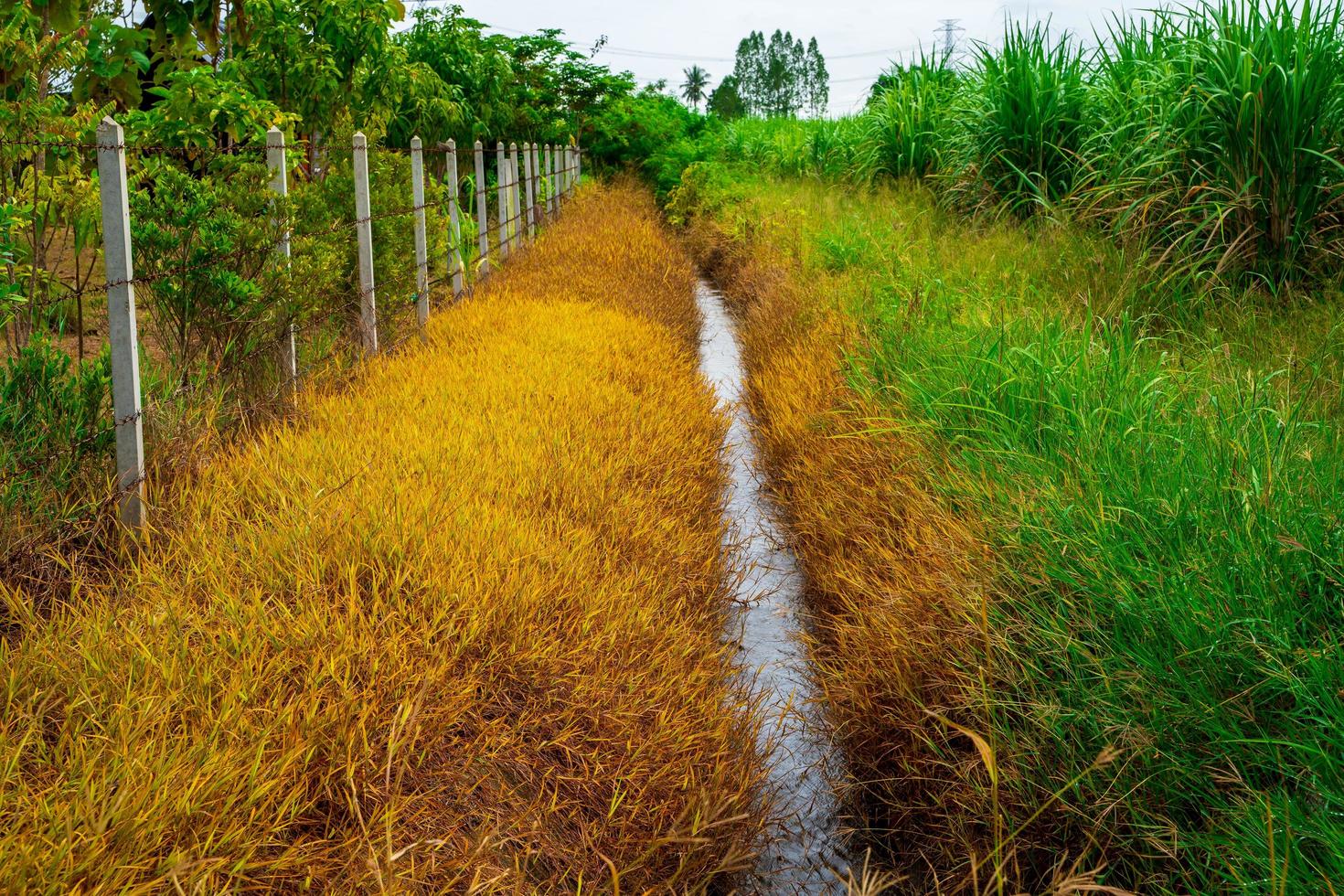 Green grass and Dry grass, Effect of  herbicide sprayed on grass, Grass reddish brown Died because of the herbicide, Weed killer photo