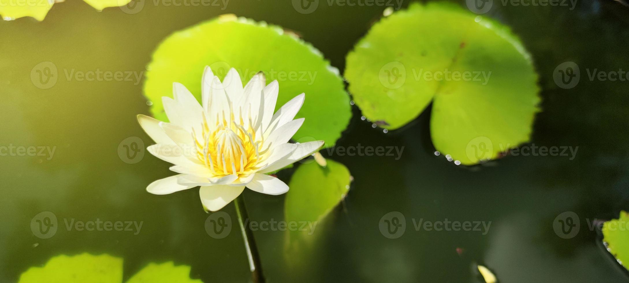 Sunlight shines on the beautiful lotus flowers. White lotus was blooming with yellow stamens on the surface of the pond. photo