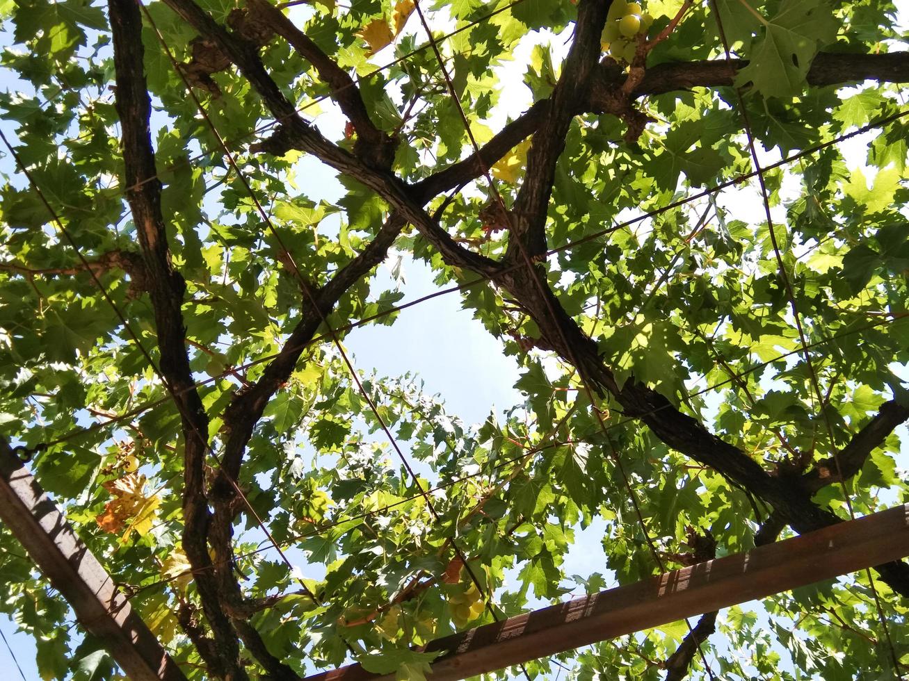 vines seen from below with a slight touch of silhouette against a very clear sky background photo