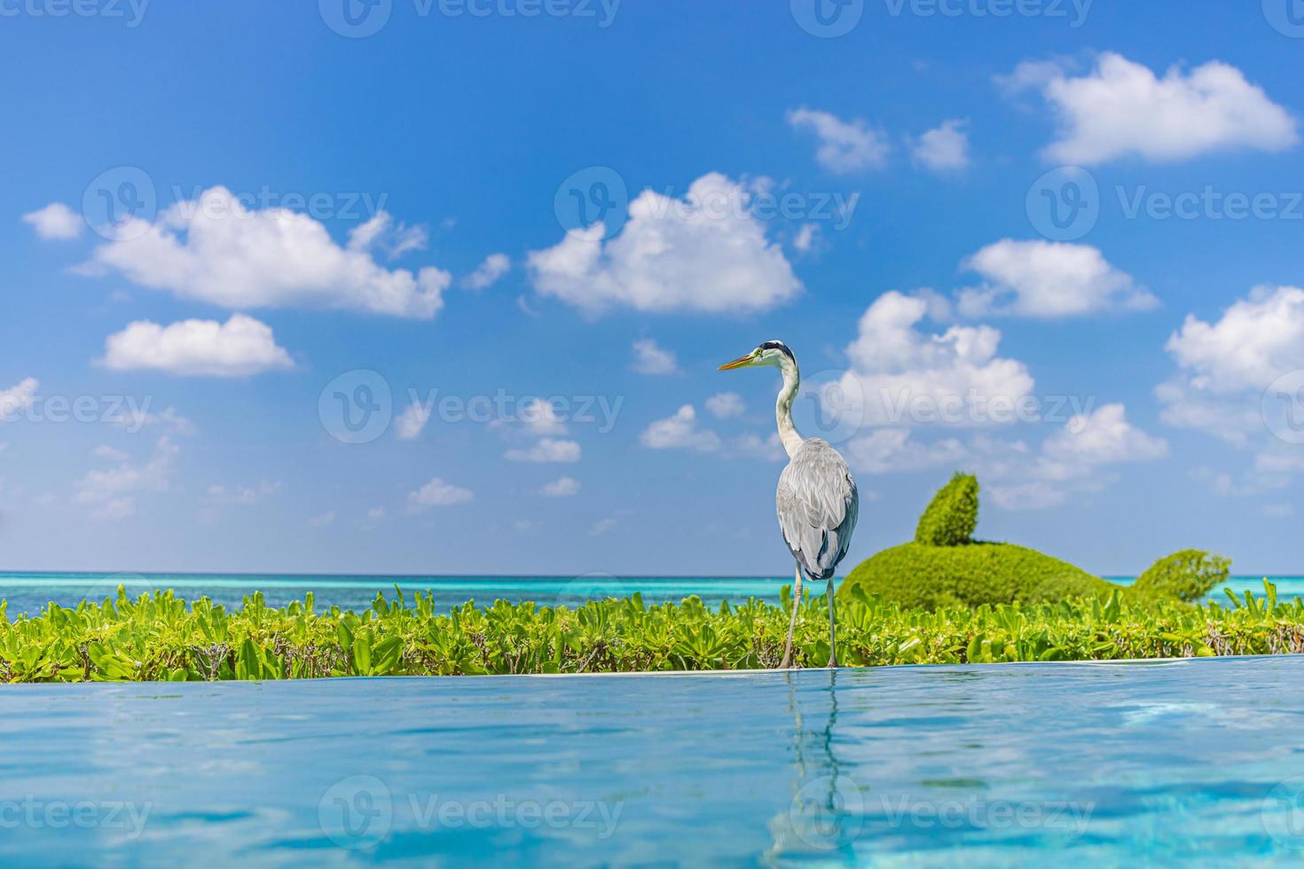 Grey heron standing on the edge of infinity swimming pool, beachside on Maldives island, blue sky ocean, beautiful wild bird, exotic wildlife nature, summer tourism concept photo