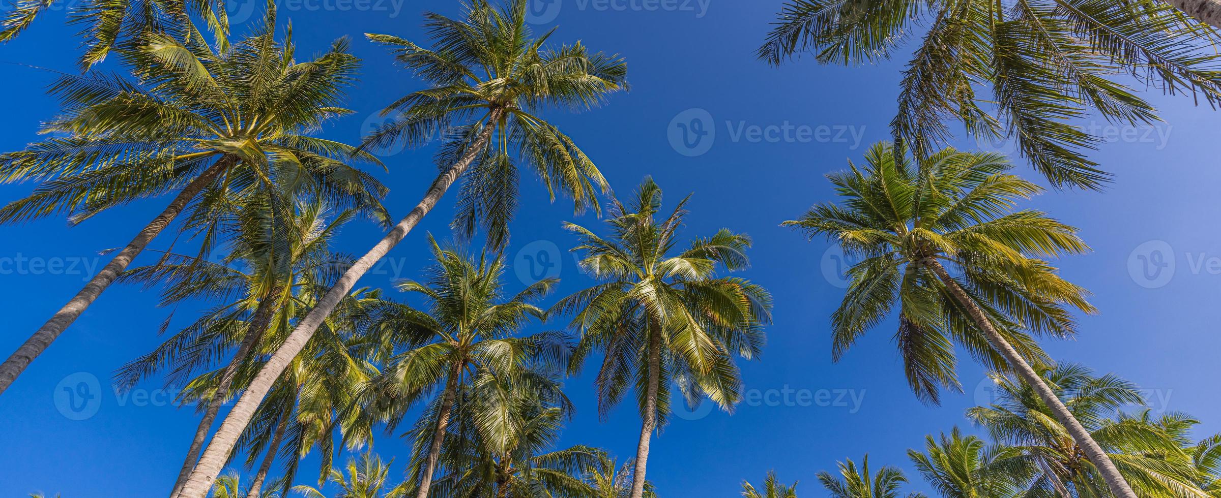 Palm trees with sunny blue sky. Exotic summer nature landscape, tropical forest panorama. Island nature view. Relaxation beautiful panoramic landscape. photo