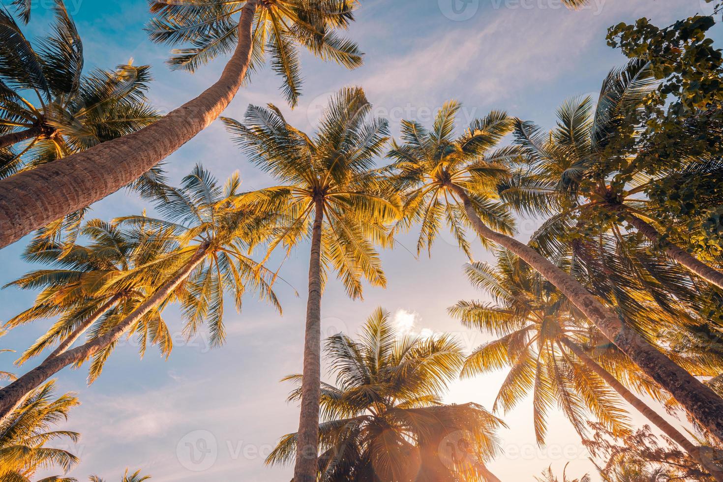 Romantic vibes of tropical palm tree with sun light on sky background. Outdoor sunset exotic foliage, closeup nature landscape. Coconut palm trees and shining sun over bright sky. Summer spring nature photo