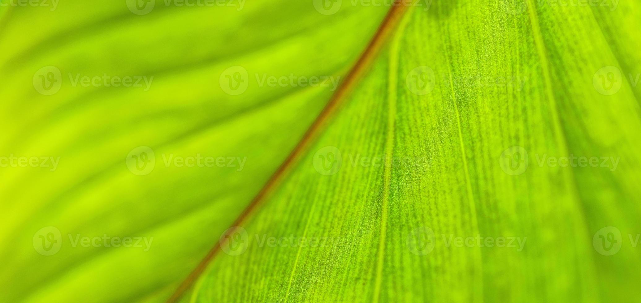 Green leaf macro. Bright nature closeup, green foliage texture. Beautiful natural botany leaf, garden of tropical plants. Freshness, ecology nature pattern. Botany, spa, health and wellbeing concept photo