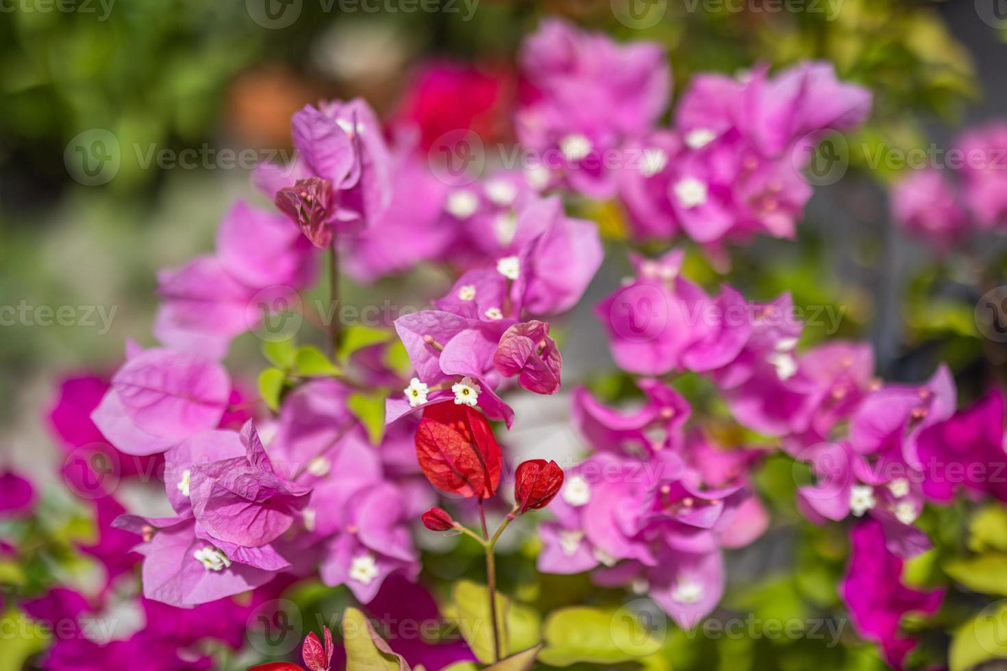 Multicolor bougainvillea blooming in exotic tropical garden for floral background. Natural sunlight with blurred bokeh foliage, tropical nature forest flowers. Summer blossoms, beauty in nature photo