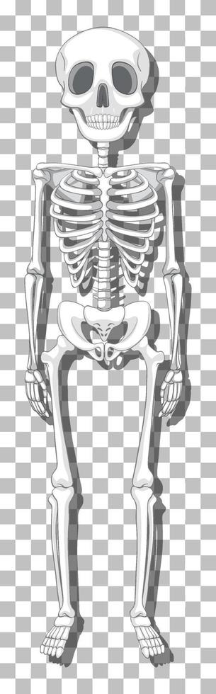 Human skeleton on grid background vector