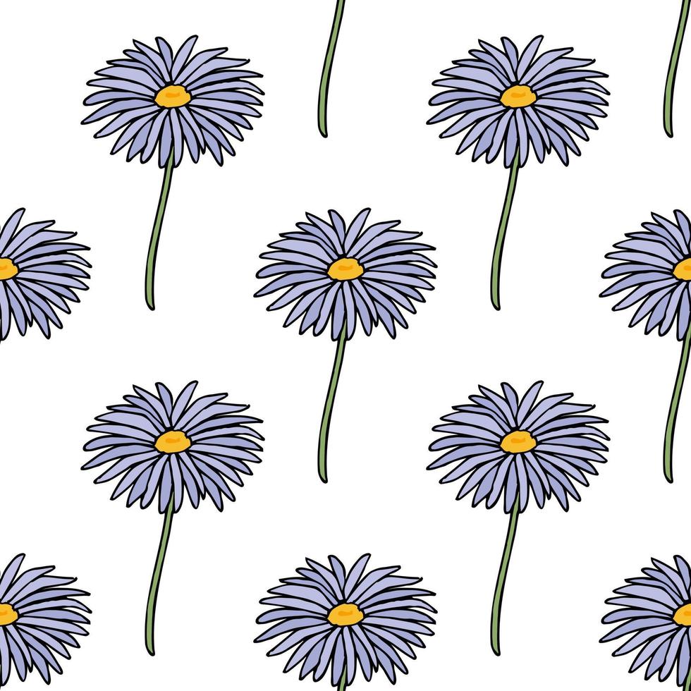Seamless pattern with aster dumosus Blaubox on white background. Vector image.