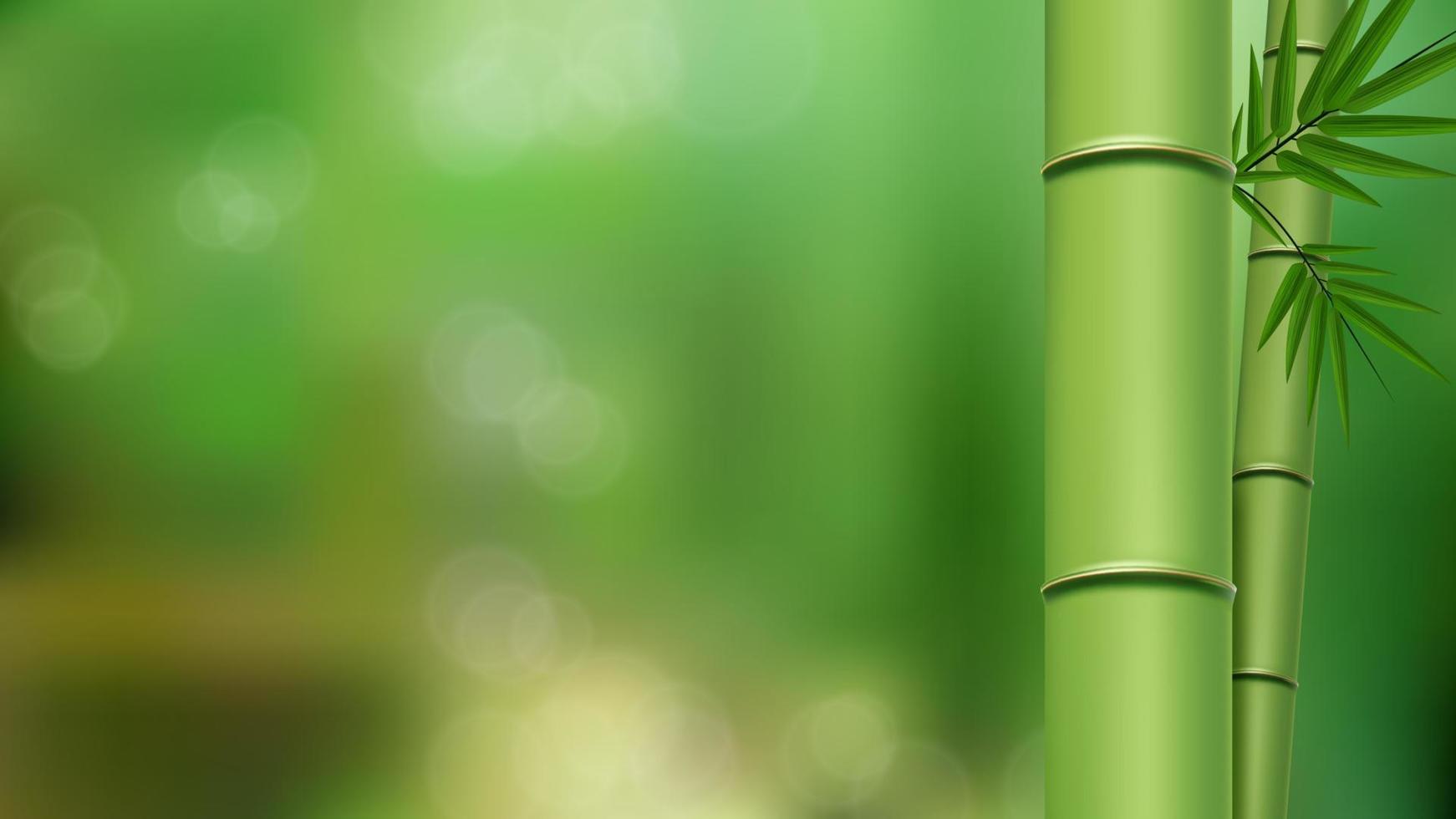 Green bamboo stems and leaves close up with copy space, isolated on green blurred background. Vector Illustration
