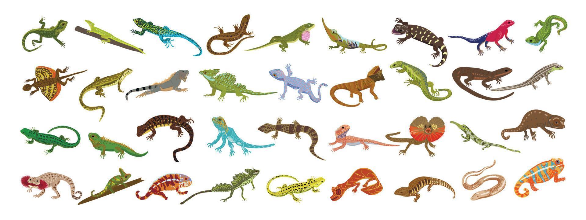 conjunto de iconos de lagarto vector de dibujos animados. gecko camaleón