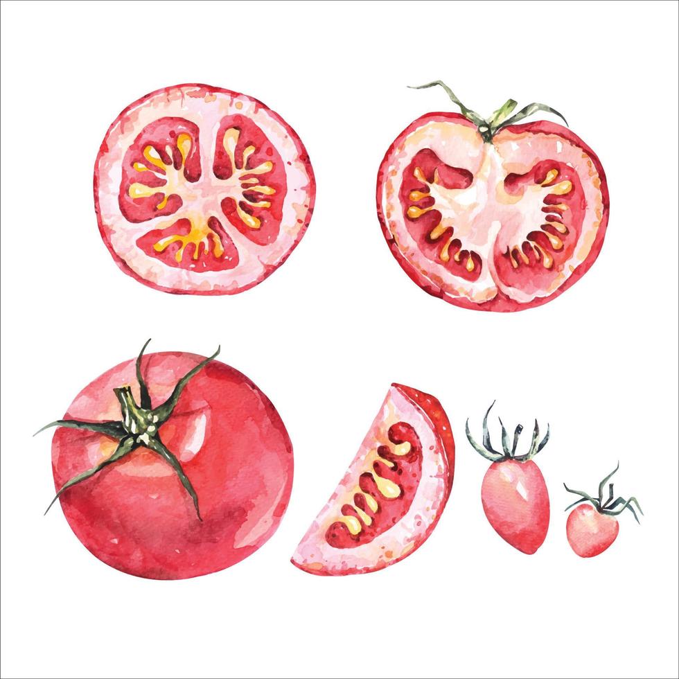 tomate pintado con acuarela.tomates cherry maduros frescos en la rama.verdura para la salud. vector