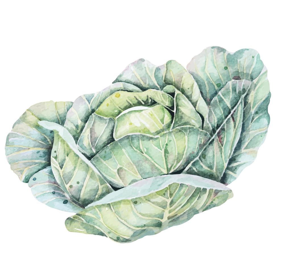 Watercolor illustration of cabbage.Garden plants.Healthy vegan food.Salad ingredient.Green leafy vegetables, raw materials for cooking. vector