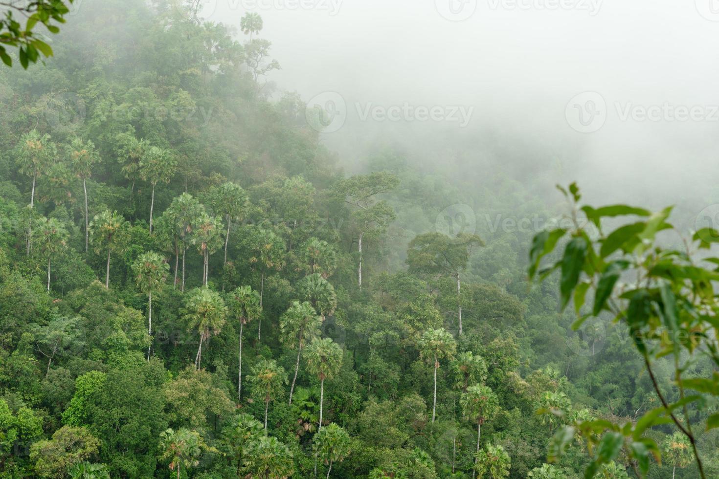la niebla en la montaña verde en la mañana. temprano en la mañana en las montañas de tailandia. foto