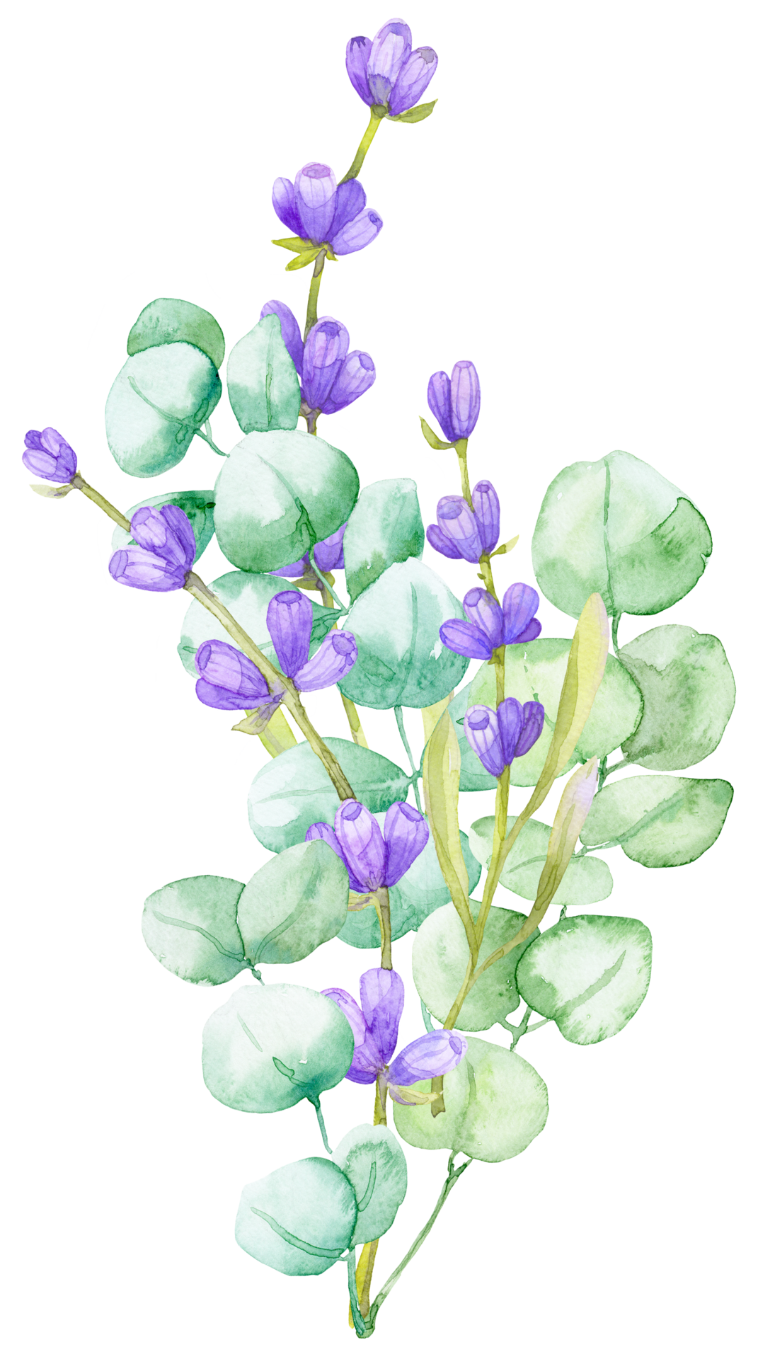 A bouquet of green eucalyptus leaves and lilac lavender. Watercolor