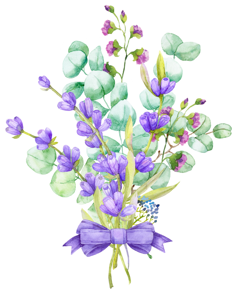 A bouquet of green eucalyptus leaves and lilac lavender. Watercolor illustration Hand drawn eucalyptus branch with lavender flowers png