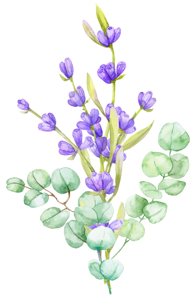 un bouquet de feuilles vertes d'eucalyptus et de lavande lilas. illustration aquarelle branche d'eucalyptus dessinée à la main avec des fleurs de lavande png