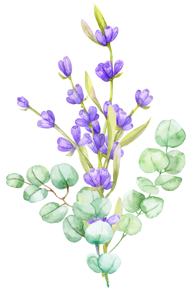 A bouquet of green eucalyptus leaves and lilac lavender. Watercolor illustration Hand drawn eucalyptus branch with lavender flowers png