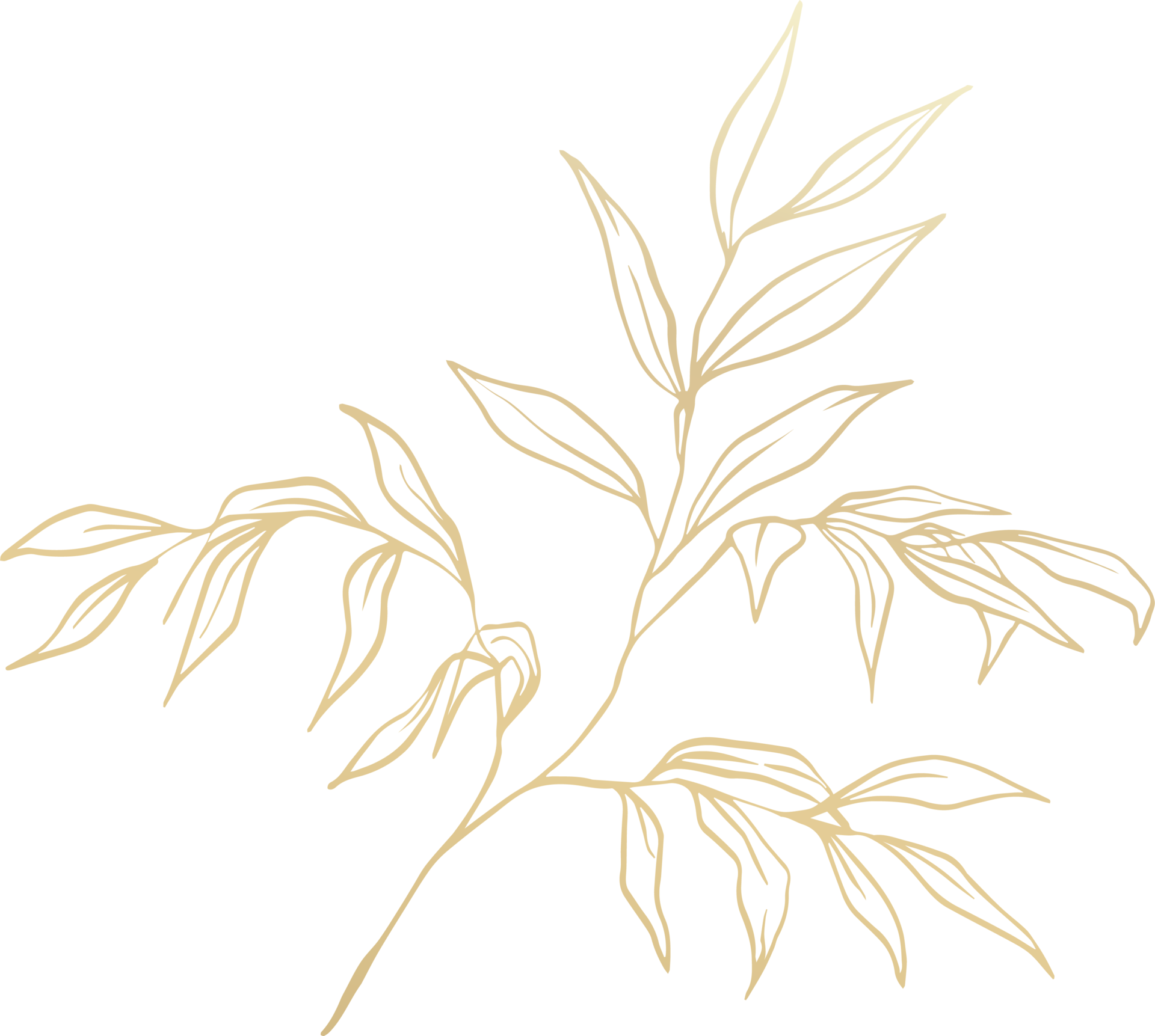 Gold Leaf Line 12414923 PNG