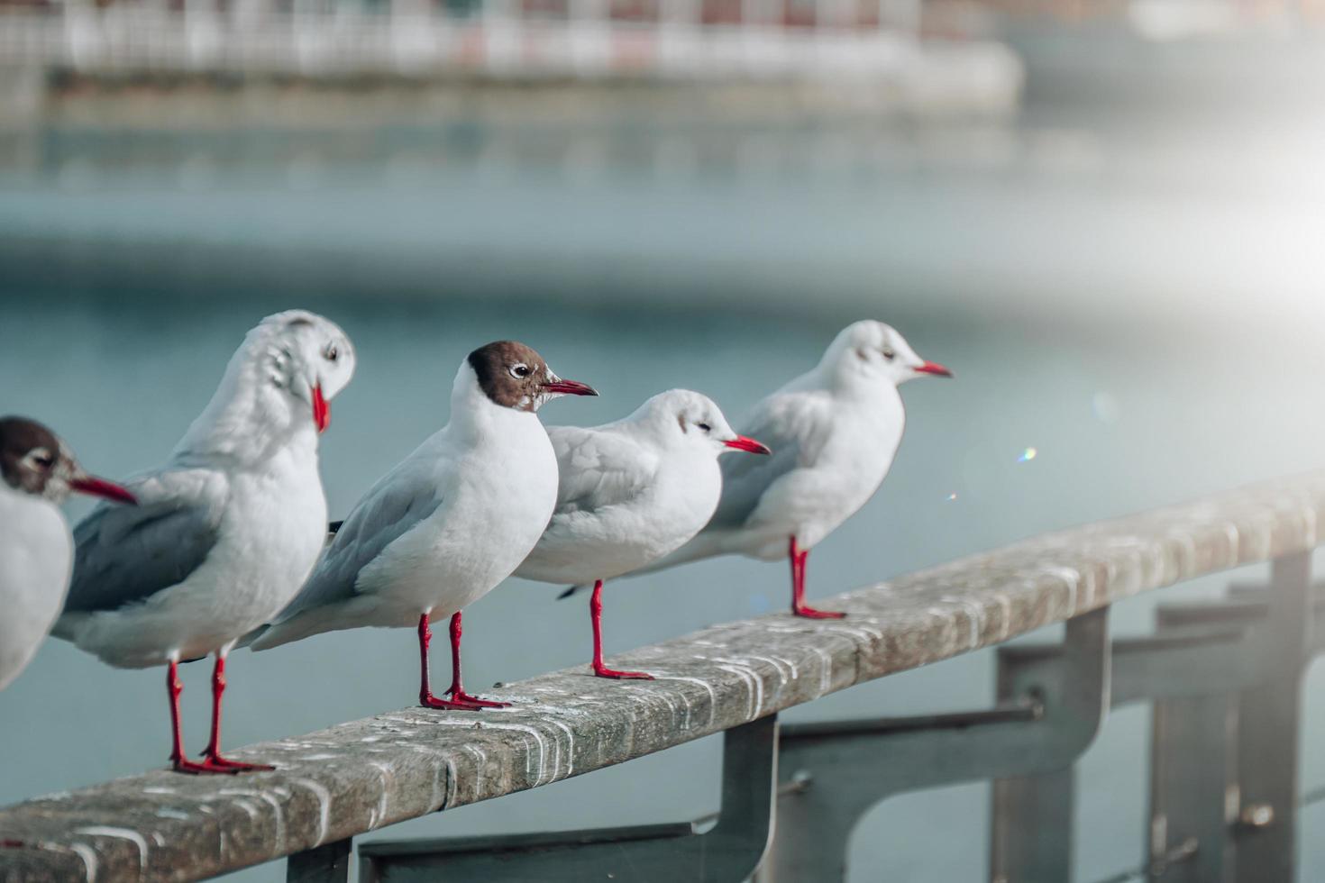 seagulls in the seaport photo