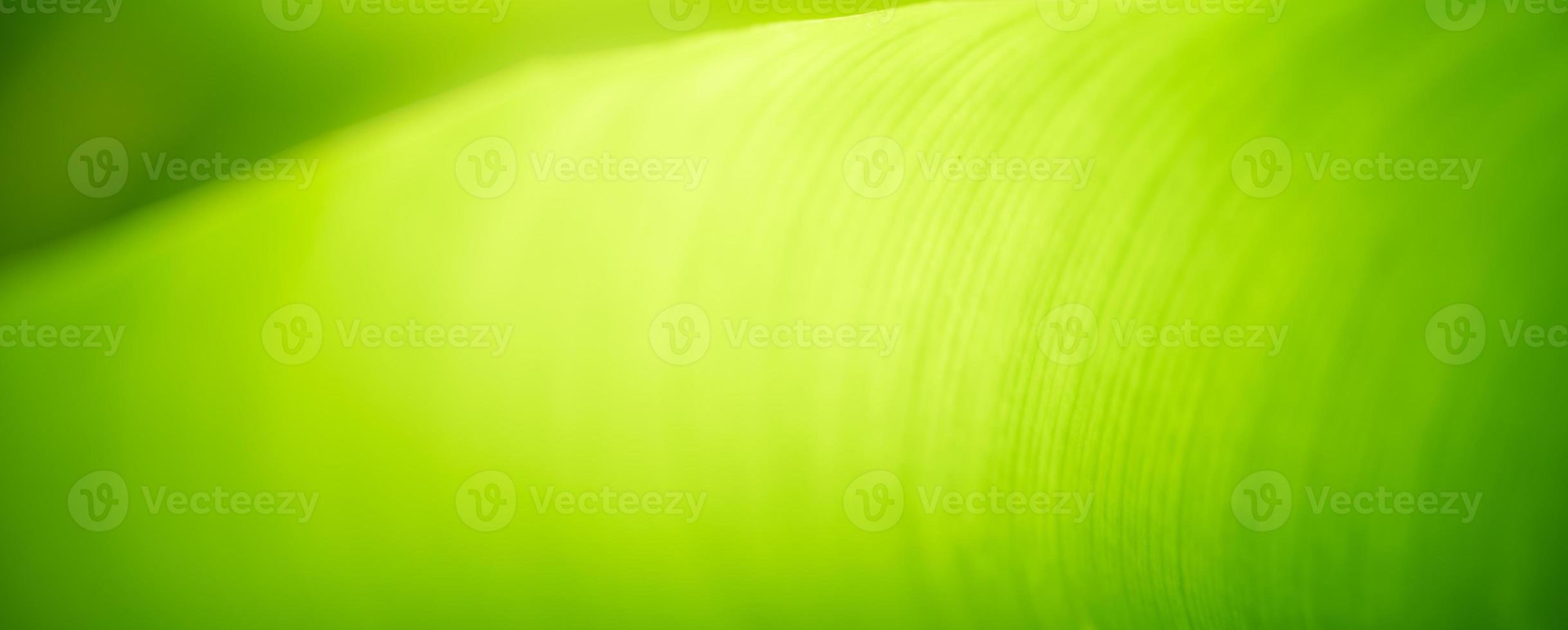 Abstract nature green blurred background nature leaf on greenery background in garden with copy space using as background cover page concept. photo