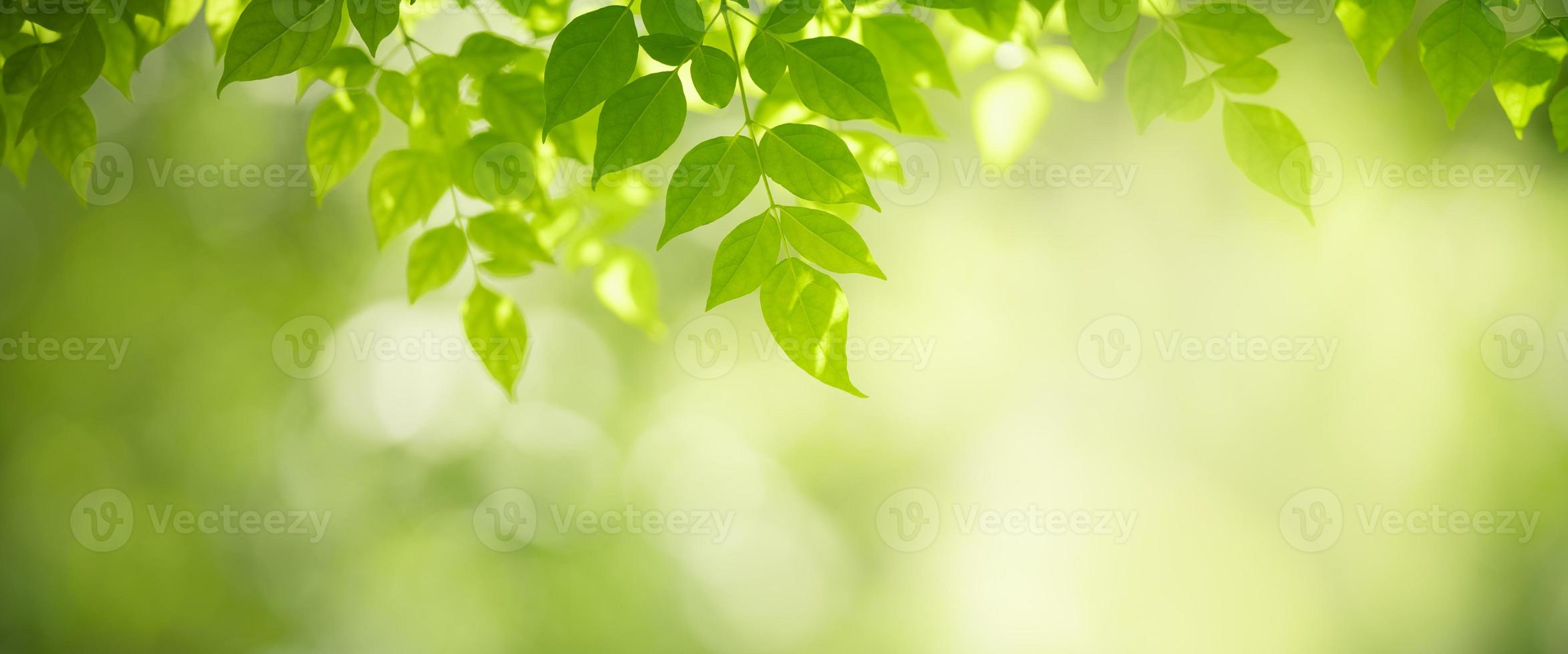 Closeup of beautiful nature view green leaf on blurred greenery background in garden with copy space using as background cover page concept. photo